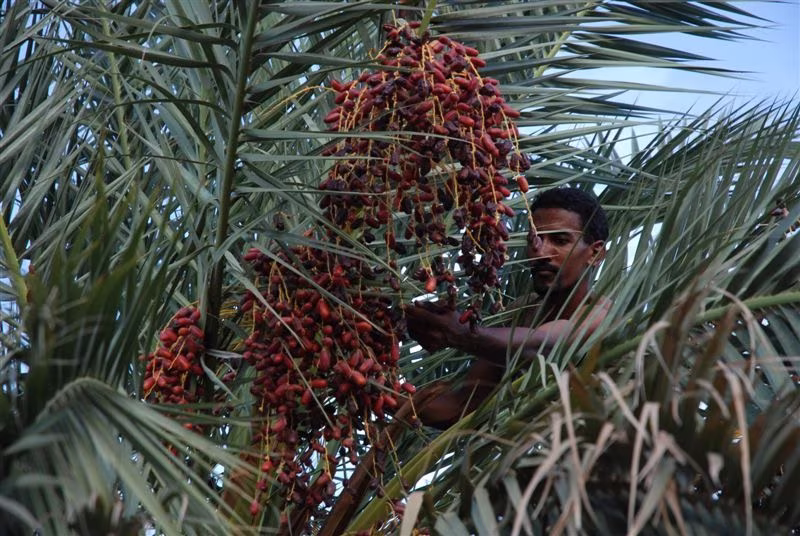 A Guetna, a festa dos frutos do deserto