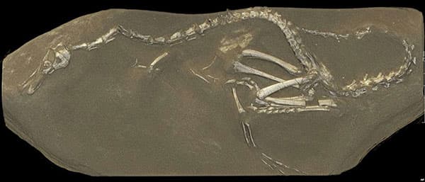 Um novo fóssil de um dinossauro raro descoberto na Mongolia