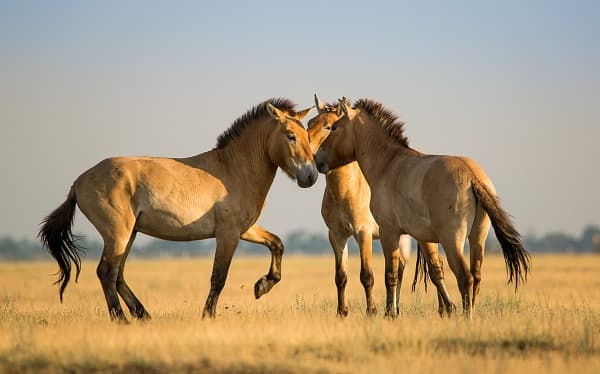 O retorno dos cavalos de Przewalski na Mongolia