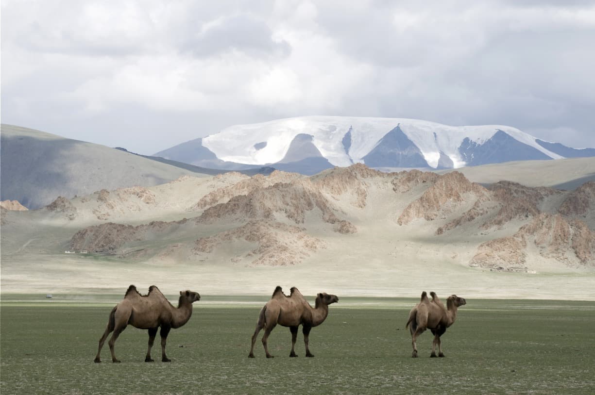 O camelo mongol, no coração da cultura e dos esforços de preservação