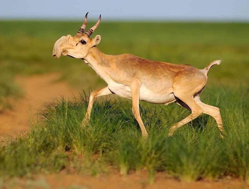 Onde ir para observar a fauna da Mongólia