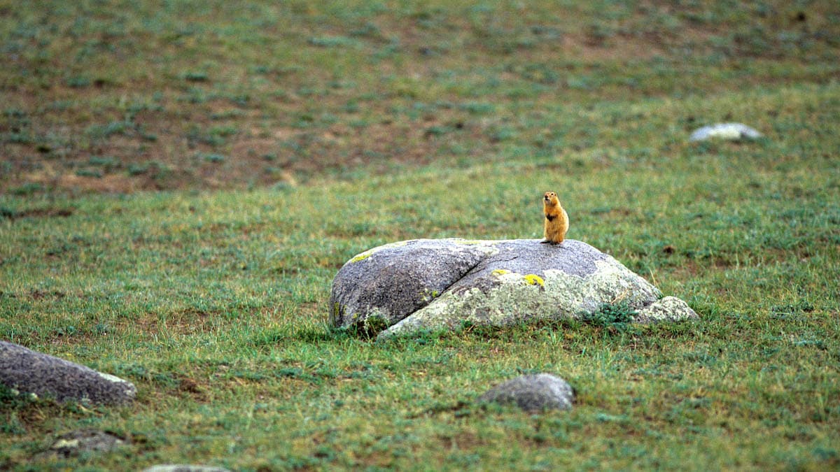 Os animais emblemáticos da Mongólia
